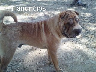 DUK. UN AÑITO RECIEN CUMPLIDO. VAYA PLANTA
MACHO
DISPONIBLE PARA MONTAS
ORIENTALPEI@HOTMAIL.COM